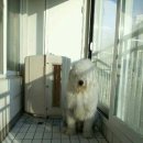 위드독스 이미지