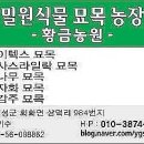 벌나무 쉬나무 바시텍스 칠자화 에메랄드그린 샤인접목묘 이미지