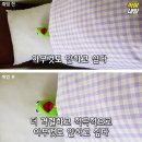 로즈리나 이미지