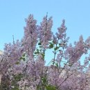 라일락 - 안산시 단원구 참살이2길 25 | 라일락