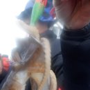 현주바다낚시(하하호호) 이미지