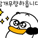 조선갈매기
