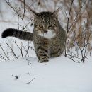 전원주의 손큰 할매순대국 이미지