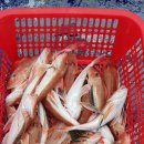 칸타타민박