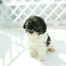 토이파티 이미지