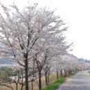 벚꽃로-1 이미지