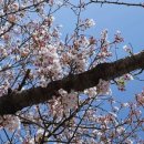 빠리바게트 설악점 | 벚꽃 온천 여행🌸