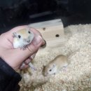 펫엔글라이더 인천점 이미지