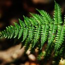 고사리곡 이미지