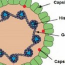 인유두종 바이러스 및 원인 검사 백신 남자 접종 유무 : HPV 바이러스(사람 유두종바이러스) 이미지