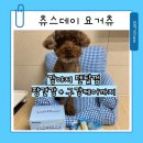 하나로덴탈 | 강아지 덴탈껌 츄스데이 요거츄 장건강까지 챙긴 급여 후기