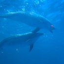 장생포로 | 울산 갈매기와 함께 하는 장생포 고래 바다 여행선 / 생태 체험관 후기!!!!