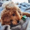 고양정신병원 | 6개월 토이푸들 견생 최초 개모차 나들이 (낫쏘빅 내돈내산 후기+고양 스타필드 반려견 꿀팁)