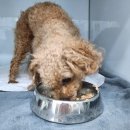 오투 PC존 | 강아지 산소방 대여 : 오투펫 산소방 당일 가능