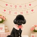 화이트버블애견미용학원 | [일산 장항동 강아지 애견미용] 버블펫 푸들 테디베어컷 잘 하는 곳