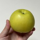 썬PC | 가을 햇살을 닮은 황금빛 사과, 썬메이드 시나노골드 후기
