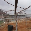 참다래집 이미지