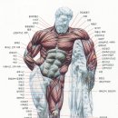 근육의 명칭.. 이미지