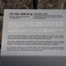 동백나무숲 Daum카페