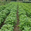 엘리시안강촌수영장 이미지