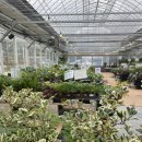 헬로우마켓 | 고양시 화원 ‘헬로우가든마켓’ 방문 후기 (+고양이 독성 식물 확인)