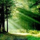 숲으로 이미지