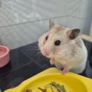 상도힐링동물병원 이미지