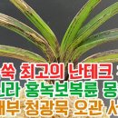 돈이쑥쑥 최고의 난테크 천지연 왕검 신라 홍녹보복륜 몽환복륜 풍백 대부 청광묵 오관 서라벌 이미지