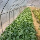 사니조아 이미지