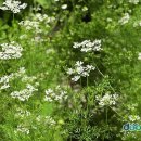 잎(葉)나물(12) 고수(胡荽, Coriandrum sativum) 이미지