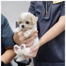전북동물의료센터 이미지