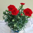 녹색화원 이미지