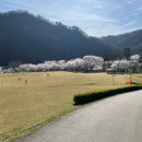 한국수력원자력㈜한강수력본부 | 춘천댐 벚꽃길 방문 후기 춘천 벚꽃명소 한강수력본부
