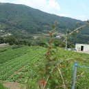 청도군-19 이미지