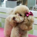 도그앤 제이 이미지