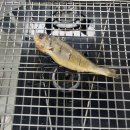 바른석쇠구이 이미지