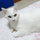 고양이 특발성발작 과 천마 이미지