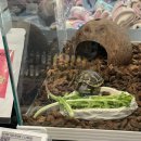 구림약국 | 2월 일상 • 단종 내마음속에 저장 ♡