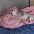 백설 애견샵 이미지