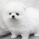 뭉실뭉실 이미지