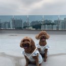 [애견의류] <b>코코</b><b>시앙</b> 루루숏원피스