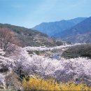 섬진강 청매실농원 매화꽃축제 & 화개장터, 산수유마을 버스여행(당일) 이미지