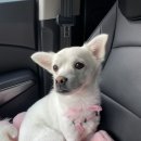 베스트프렌 독 이미지