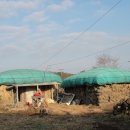 유덕목장 | 검은오름 자락~삼의오름 트레킹 코스로...