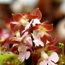 들꽃산장 이미지