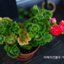 비바도기 이미지