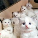 오렌지세탁 이미지