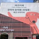 퍼피라운지 이미지