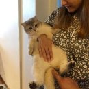 고양이나라 이미지