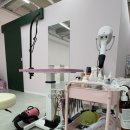 라이크어독 이미지